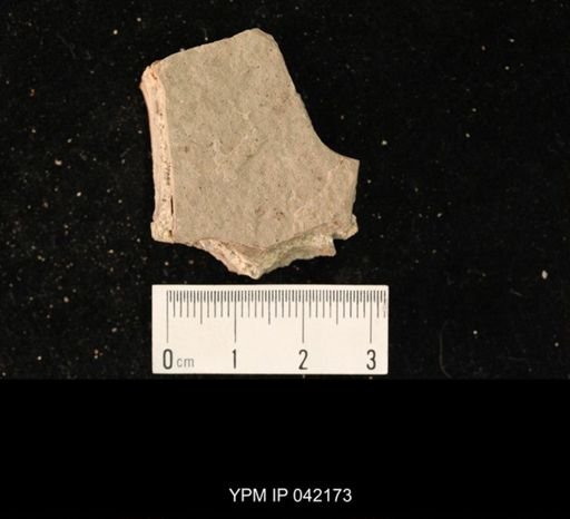 undet. Hymenoptera
