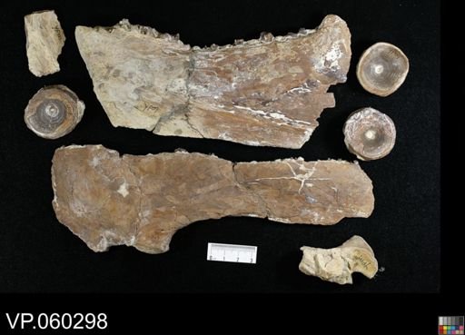 Xiphactinus sp.