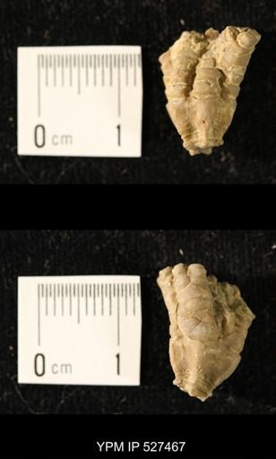 Iocrinus subcrassus