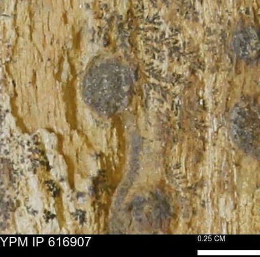 Teredo sp.