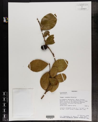 Plantae
