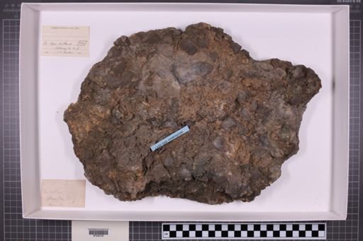 mixed taxa, stratigraphic collection
