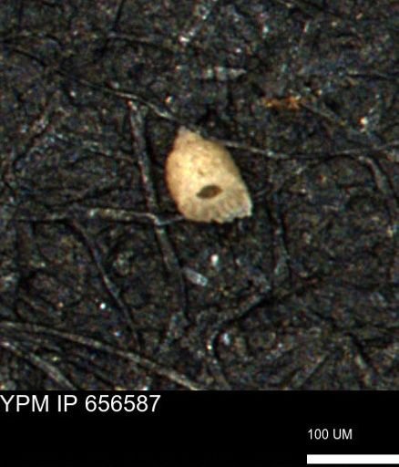Clathrocyclas (Clathrocyclas) irrasa
