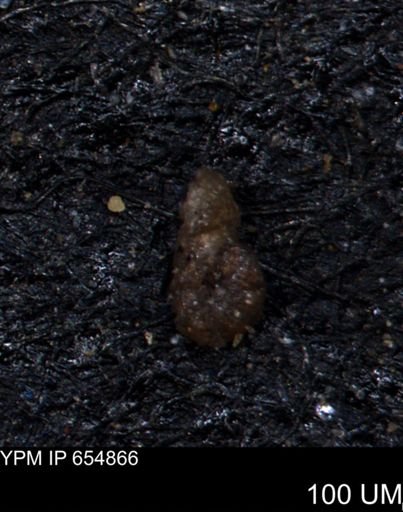 Ammobaculites subcretaceus