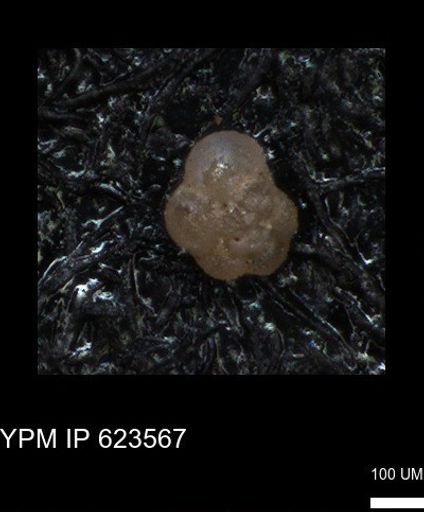 undet. Foraminiferida