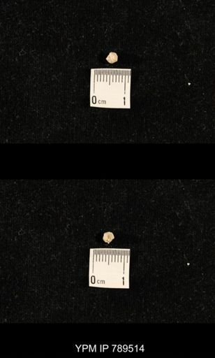 undet. Bryozoa