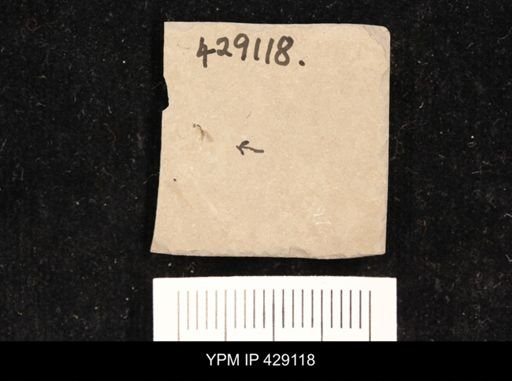undet. Diptera