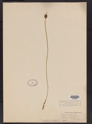 Scirpus