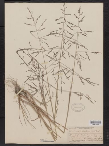 Puccinellia distans