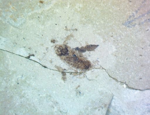 undet. Hemiptera