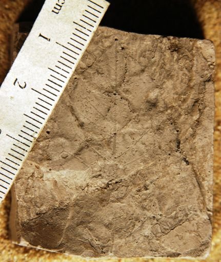 Celastrophyllum newberryanum