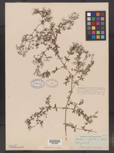 Galium asprellum