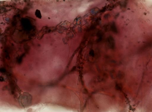 Ircinia sp.