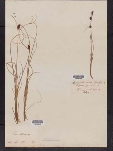 Carex