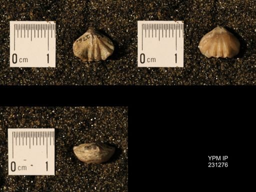Wellerella osagensis