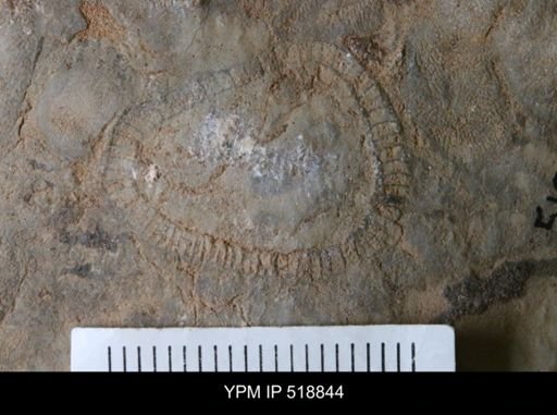 undet. Archaeocyathida
