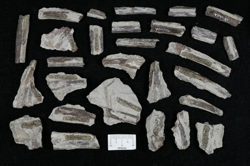 undet. Actinopterygii