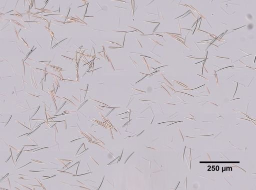 Clathria prolifera