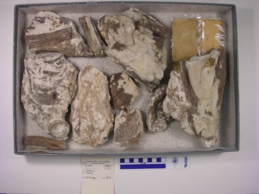 Xiphactinus audax