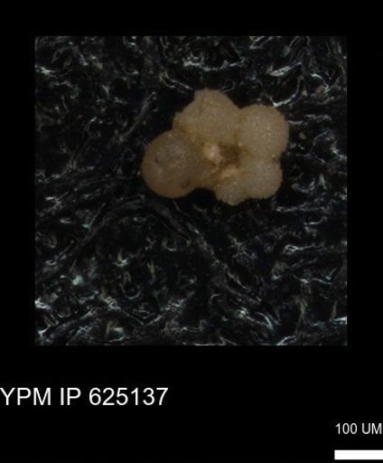 undet. Rugoglobigerinidae