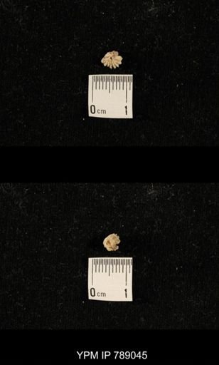 undet. Brachiopoda
