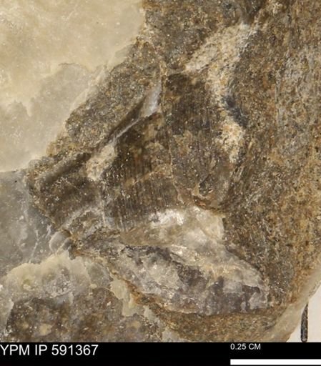 Ostrea translucida