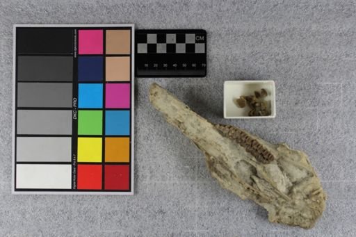 Protoceras comptus