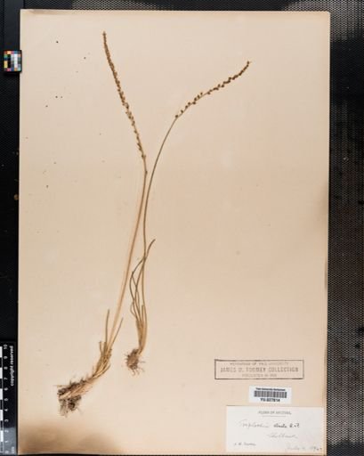 Triglochin striata