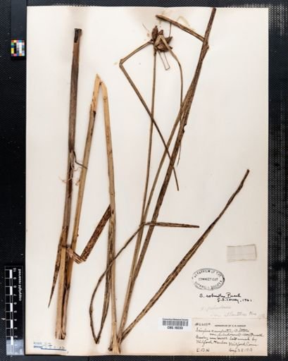 Scirpus robustus