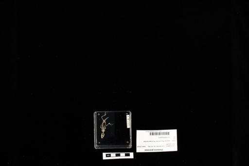 Urosaurus graciosus