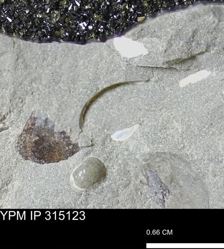 undet. Scaphitidae
