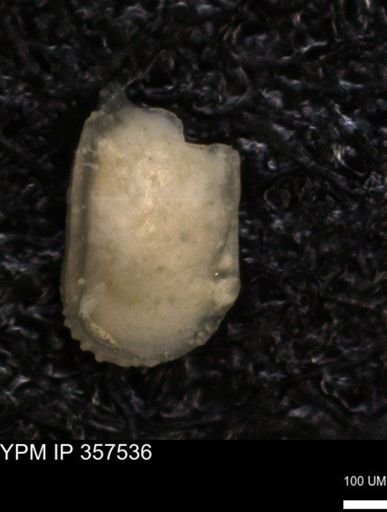 undet. Ostracoda