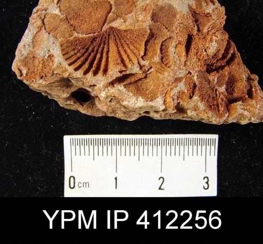 undet. Brachiopoda