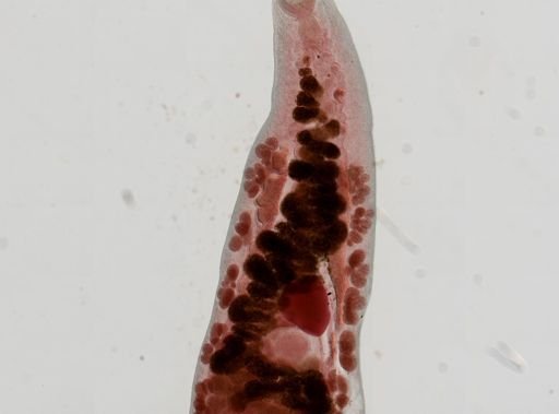 Haematoloechus medioplexus