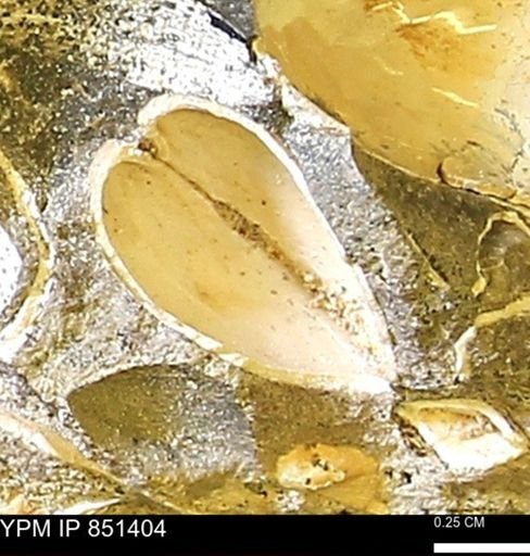Limopsis striatopunctatus