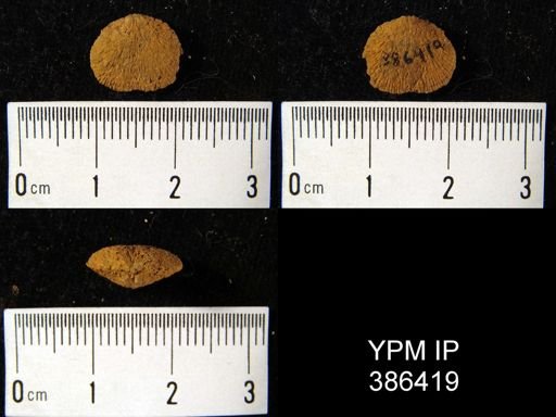Rhipidomella emarginata