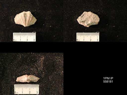 Spirifer cameratus