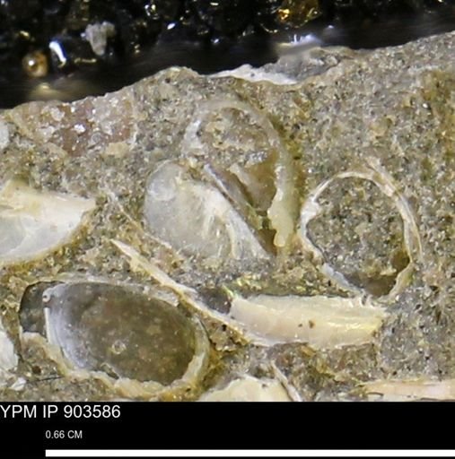 Corbulamella?