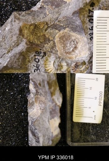 undet. Ammonoidea