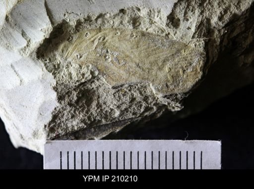 Etoblattina scudderi