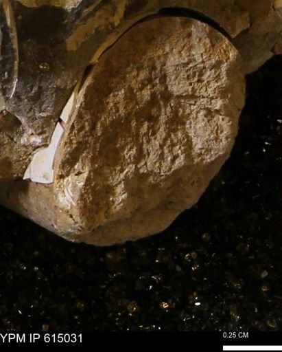 Baculites sp.