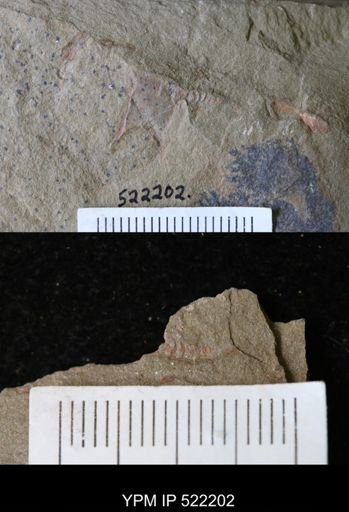 undet. Cornuta