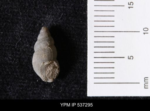 Goniobasis ortmanni