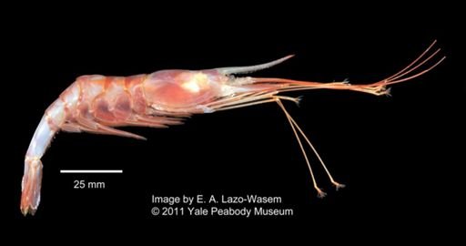 Nematocarcinus