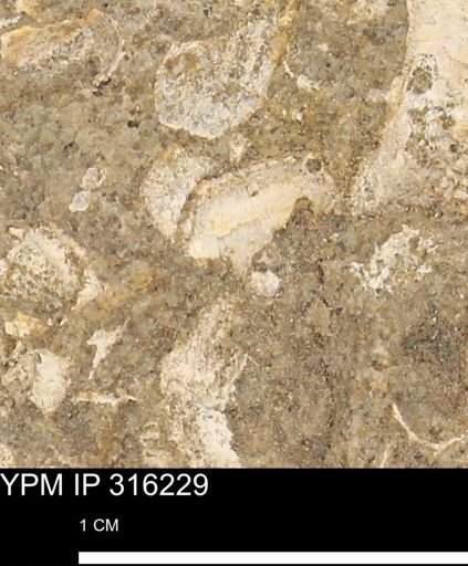 undet. Mollusca