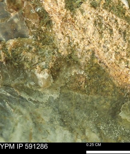 Tenuipteria fibrosa