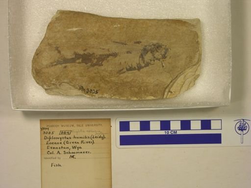 Knightia eocaena