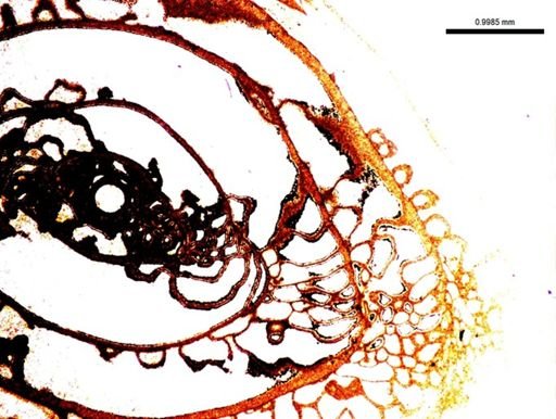 Pseudoschwagerina uddeni