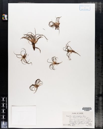 Isoetes echinospora