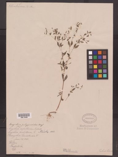 Paronychia canadensis